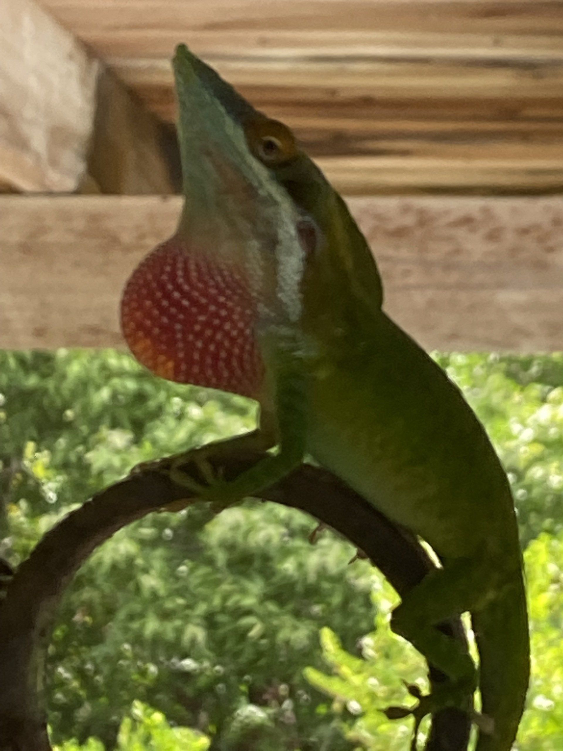 Green anole lizard on a branch, displaying its red dewlap, likely communicating.