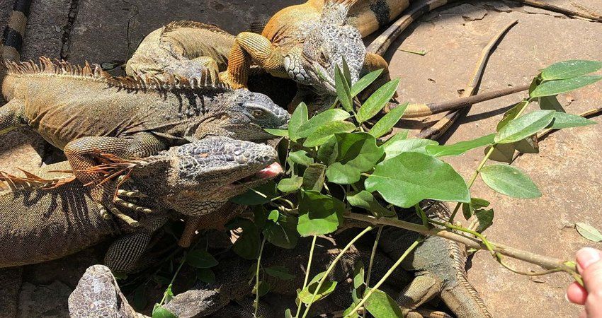 Several green iguanas eating leaves from a branch.