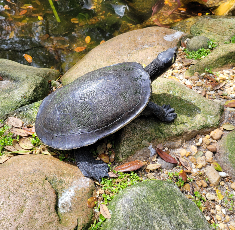 A turtle is sitting on a rock near a pond