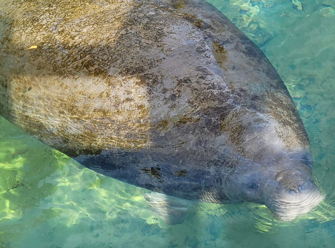 A close up of a manatee swimming in the water