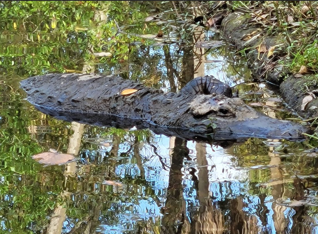 A large alligator is floating on top of a body of water.