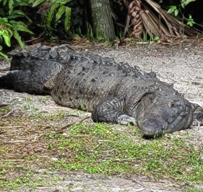 A large crocodile is laying on the ground in the grass