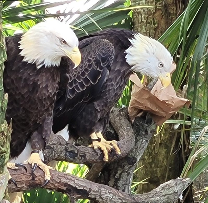 Two bald eagles are perched on a tree branch