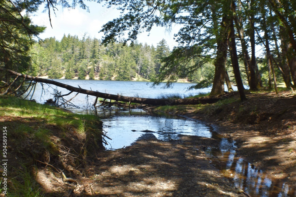 A log is laying on the ground near a lake