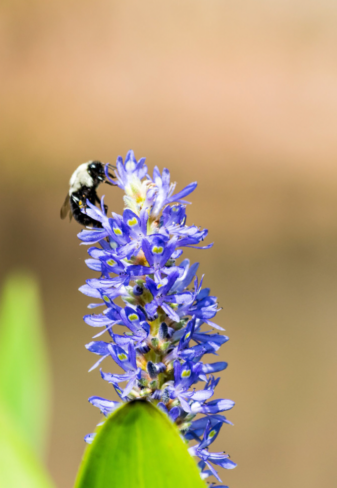 A bee is sitting on top of a purple flower.