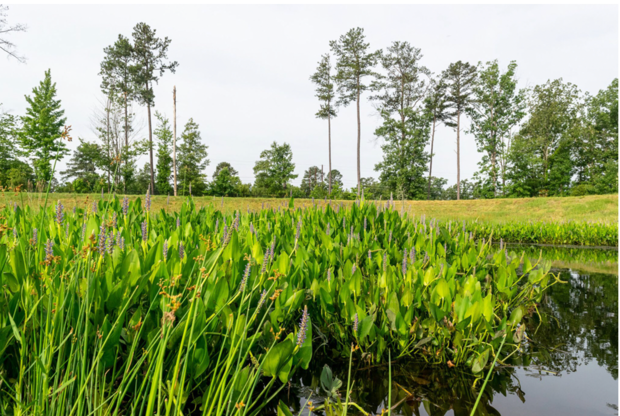 A pond surrounded by tall grass and trees with trees in the background.