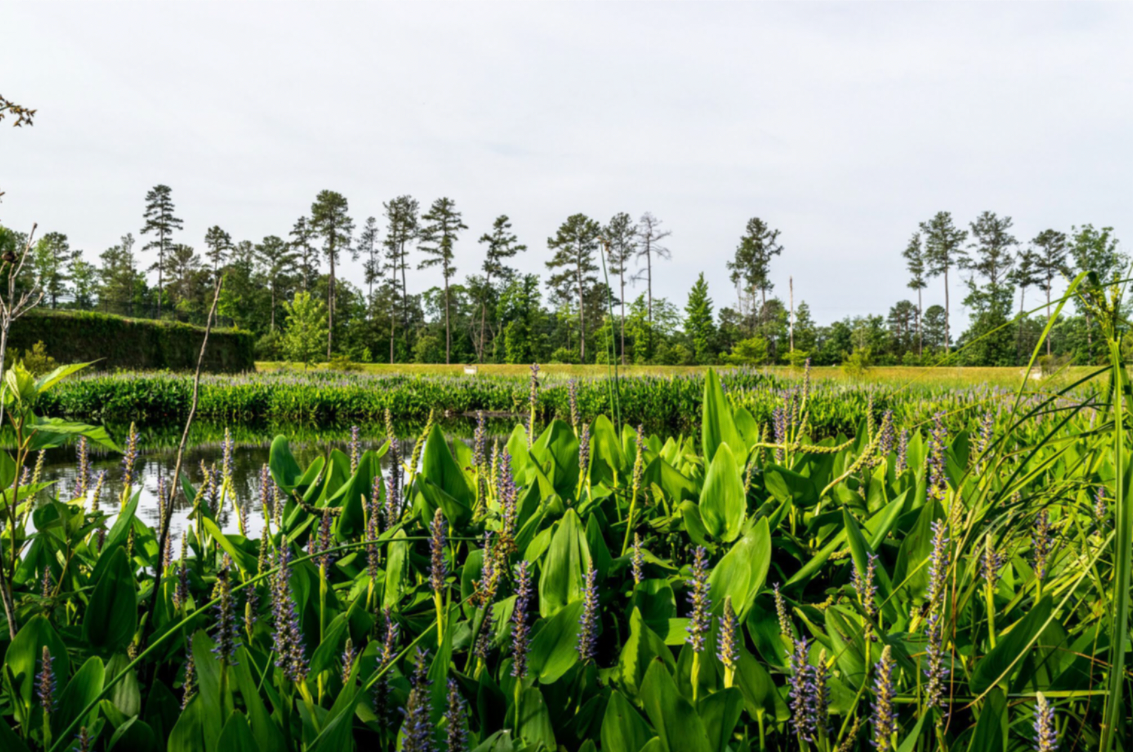 A field of green plants with trees in the background