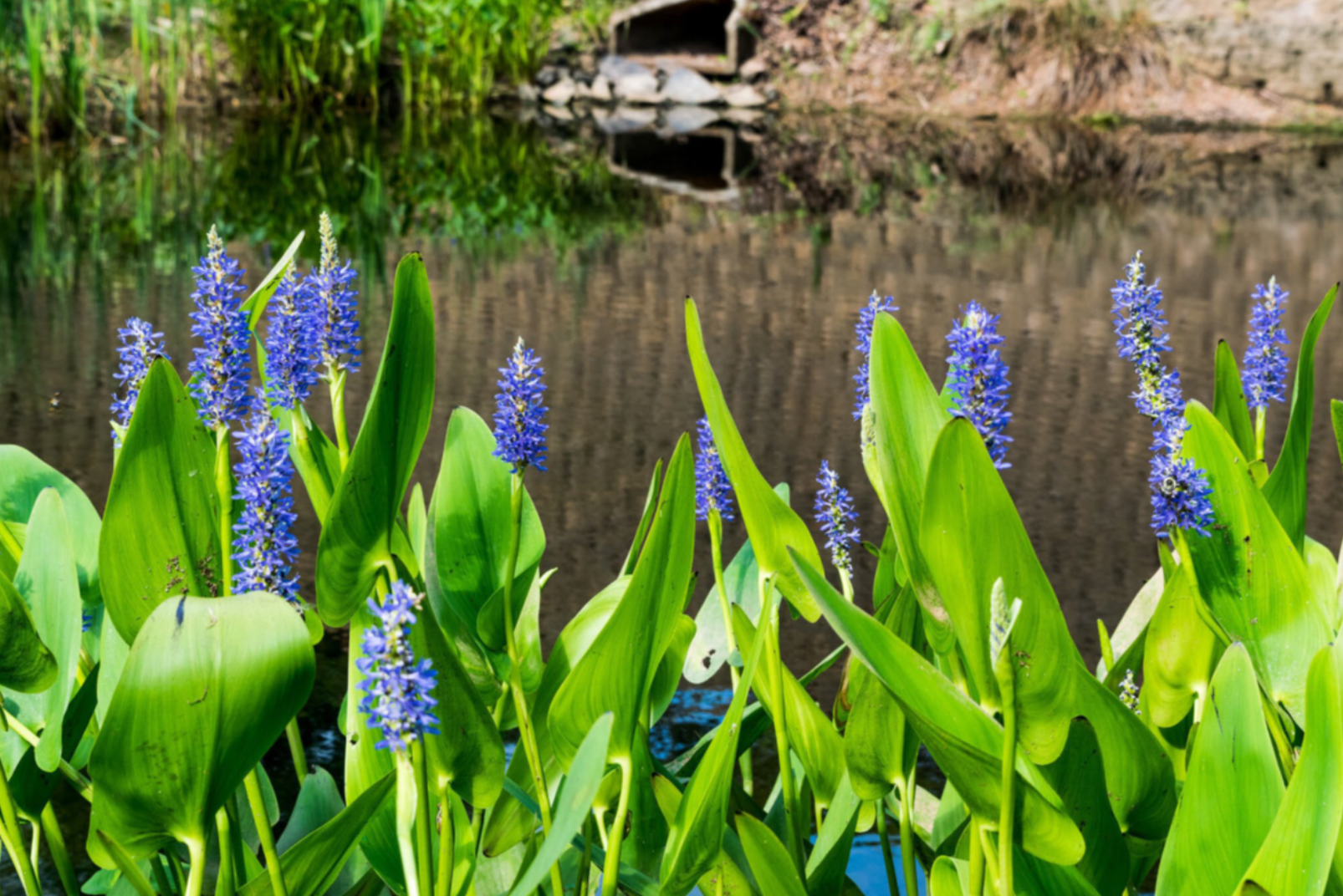 A row of purple flowers growing next to a body of water.