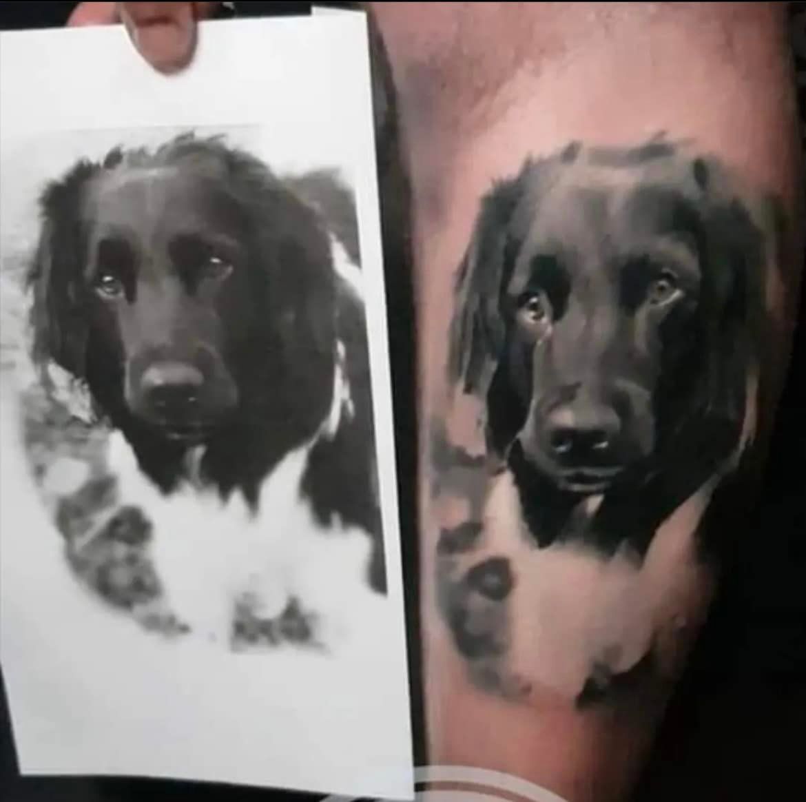 Foto en tatoeage van een zwart-witte hond, portret. De tatoeage op de arm komt overeen met de foto.