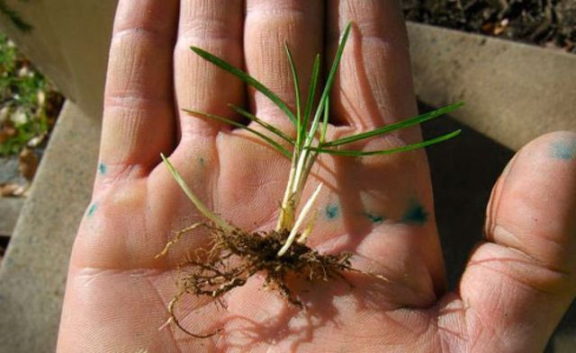 Grass Sprout — Canberra, ACT — ACT Spray Seeding
