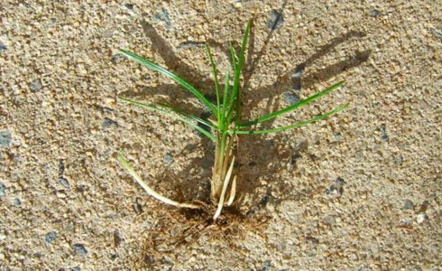 Grass Sprout Ready to Plant — Canberra, ACT — ACT Spray Seeding