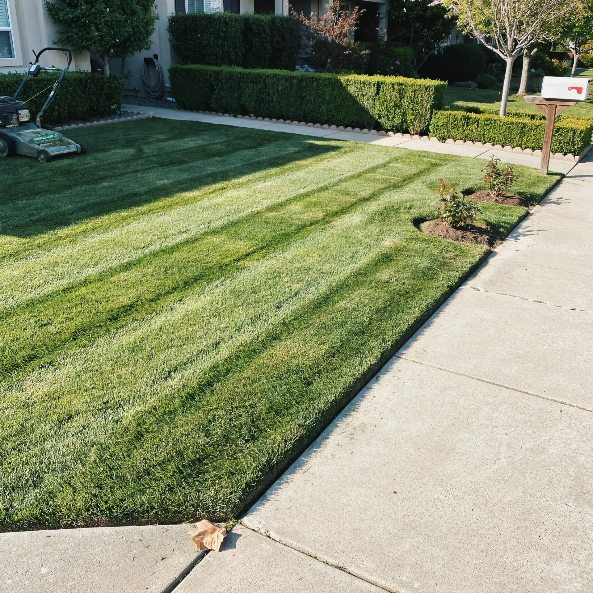 Front lawn with fresh striped grass beside a sidewalk and driveway, lined by hedges and a mailbox
