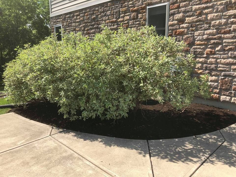 A bush is growing in front of a brick building.