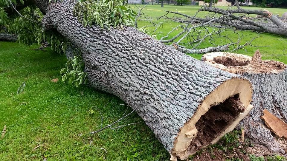 A large tree stump is laying on the grass in a yard.