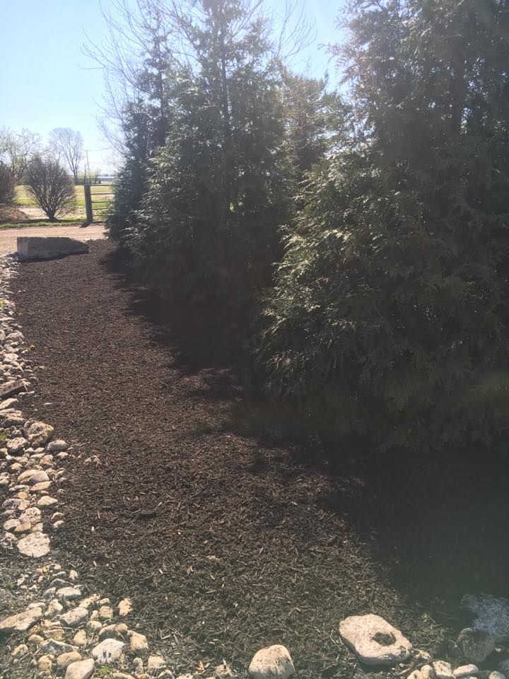 A lush green forest with trees and rocks in the foreground.
