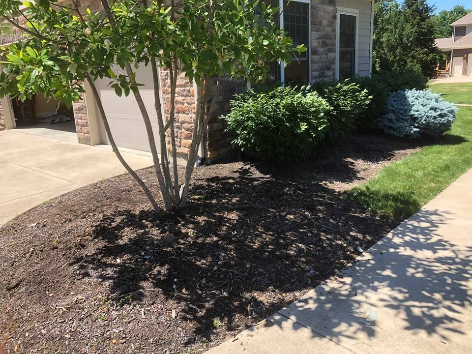 There is a tree in the middle of the yard next to a house.