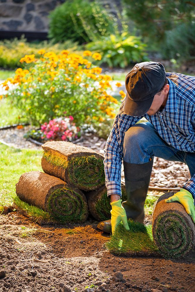 Sod Installation