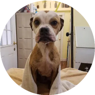 Sweet Pua After Her Bath — Asheville, NC — Top Dog Kennel