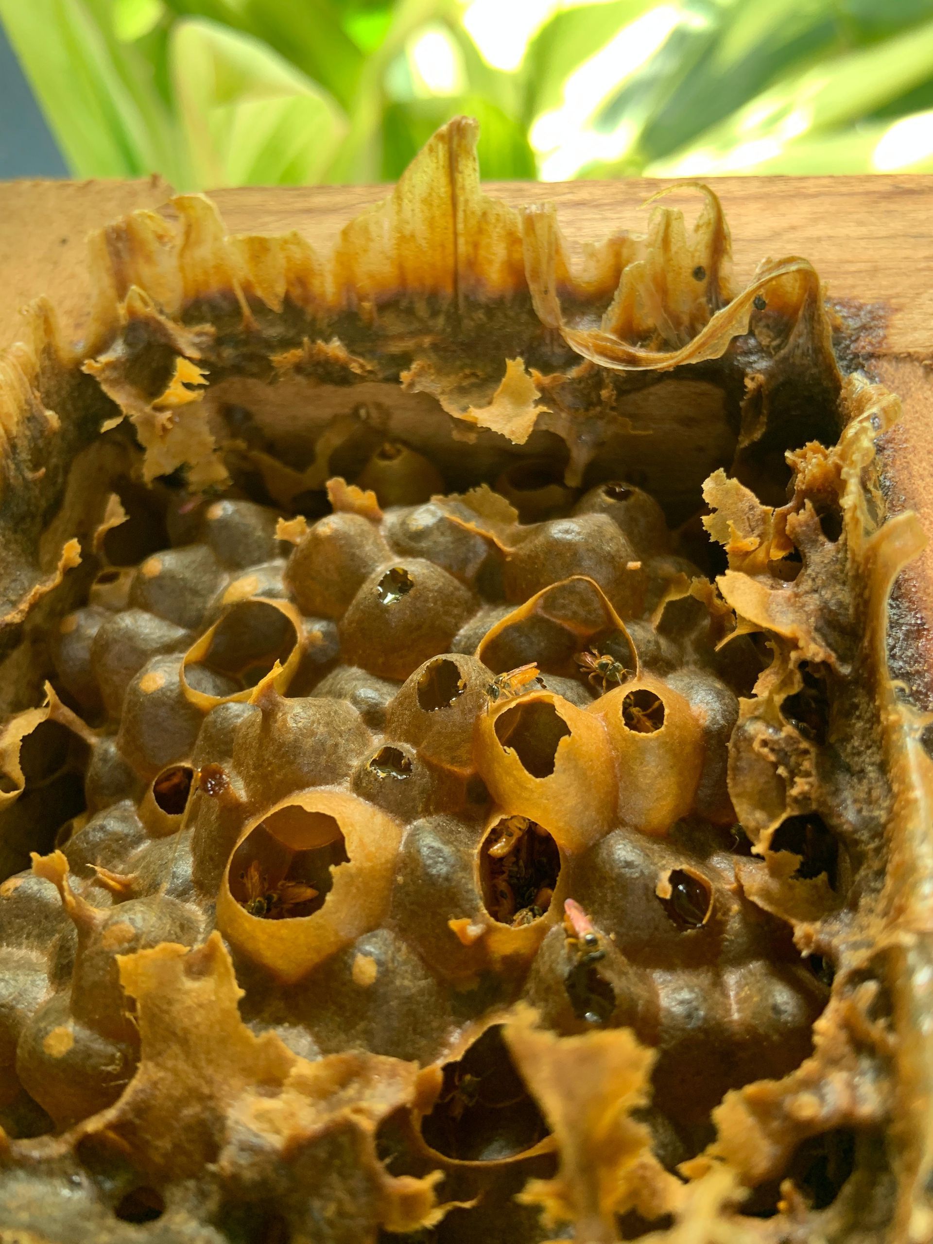 honey and pollinators