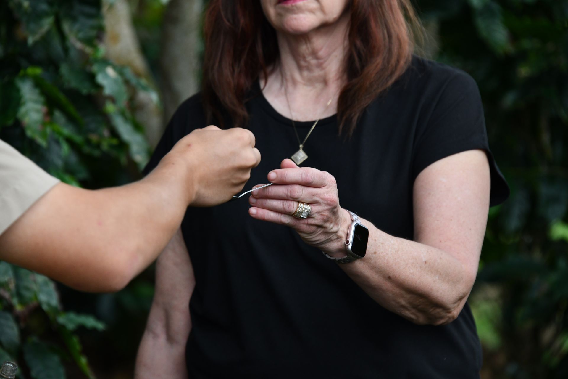 stingless bees in arenal bee garden
