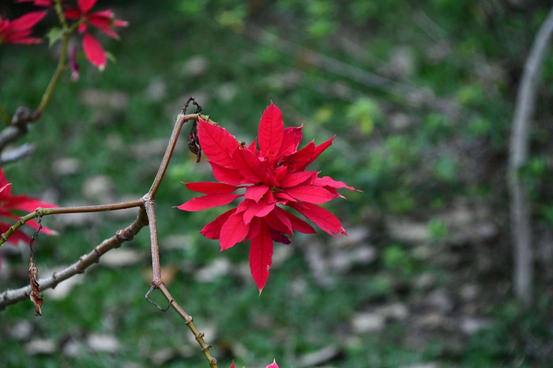 arenal bee garden in costa rica
