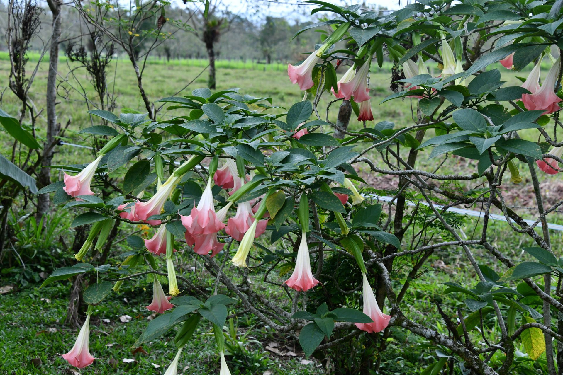 flowers of arenal volcano