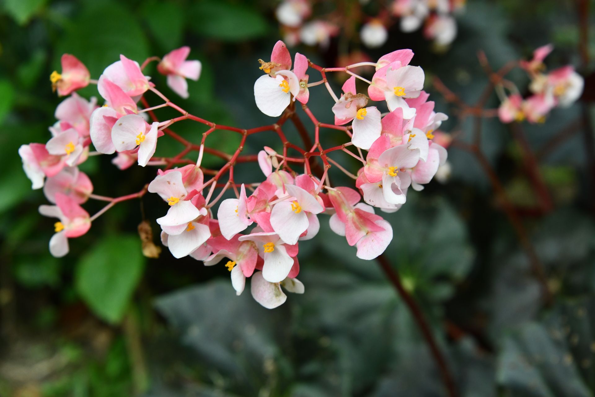 tropical flowers of costa rica