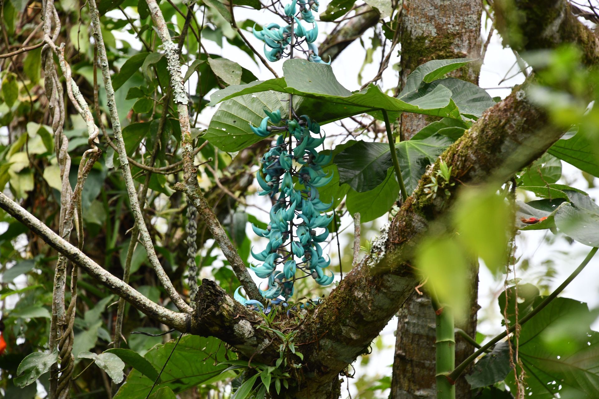 arenal bee garden - botanic garden