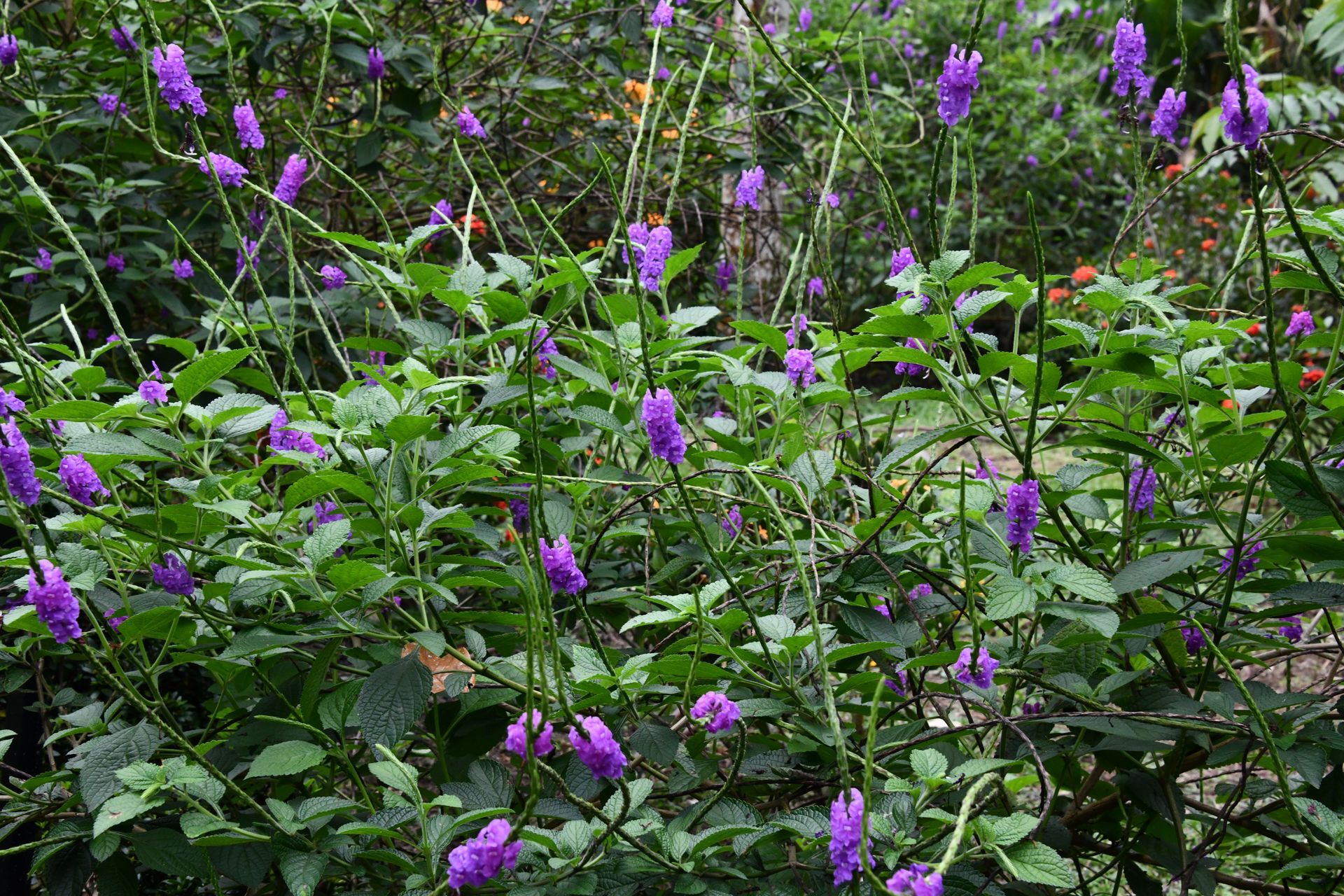 costa rica photography