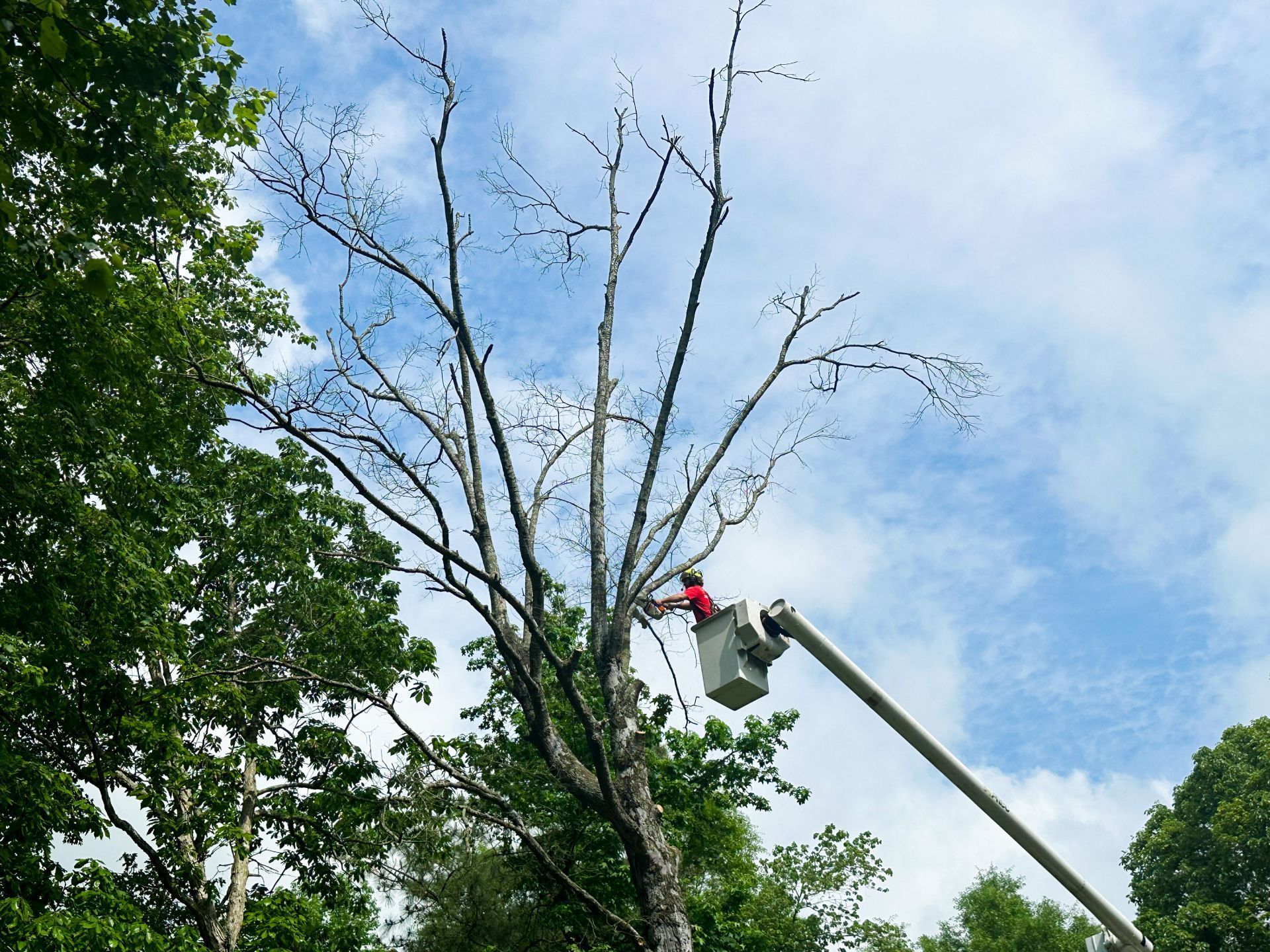 Tree removal service removing dead tree from yard in Milford Delaware