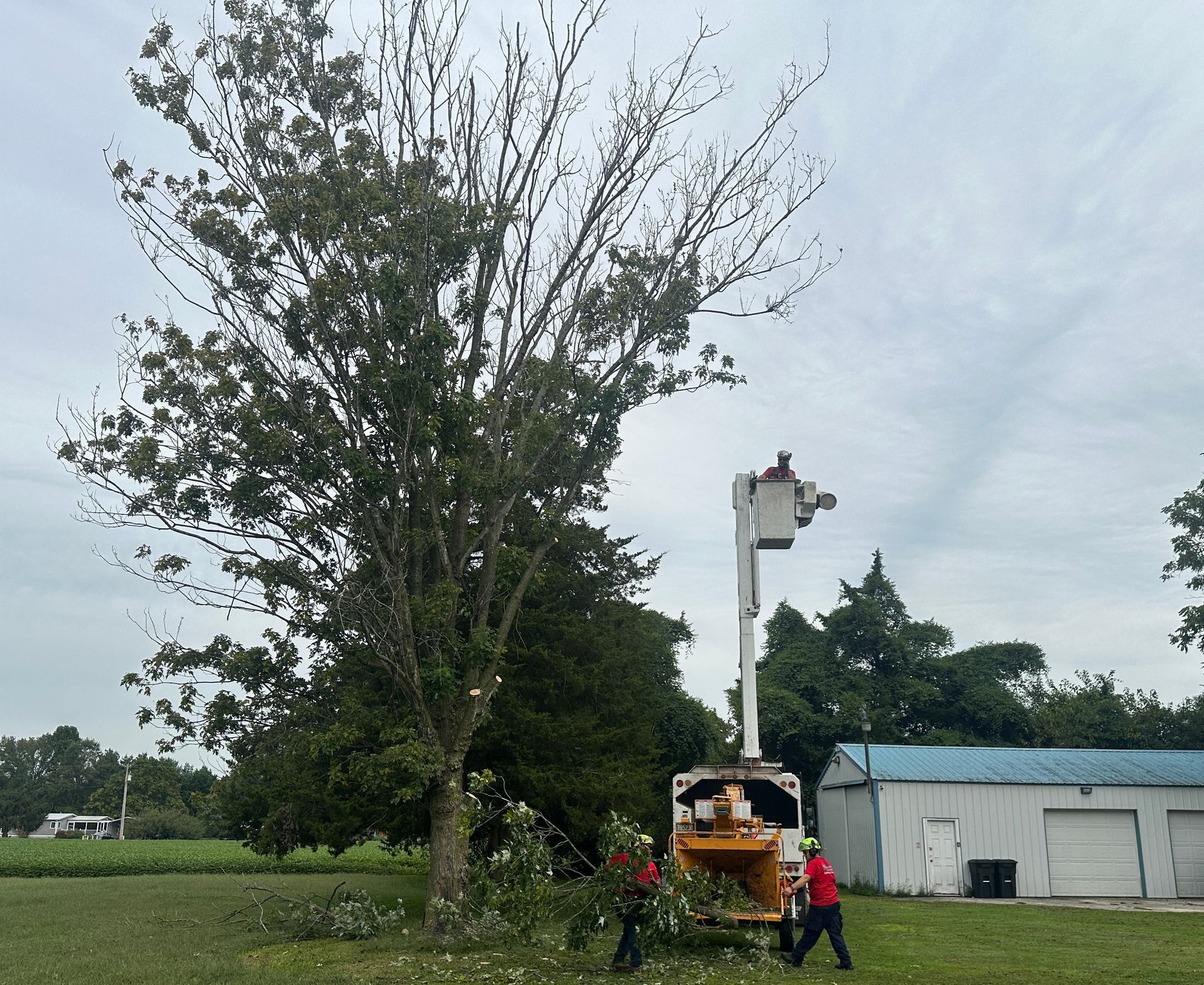 Professional tree pruning on residential property in Kent County Delaware
