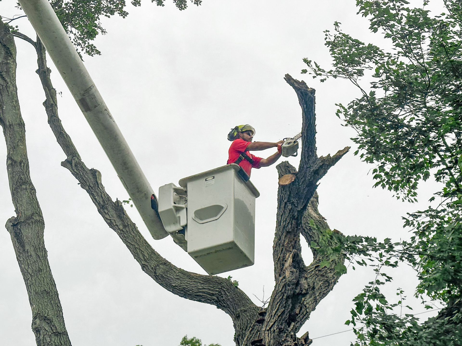 Tree removal from residential property in Dover Delaware