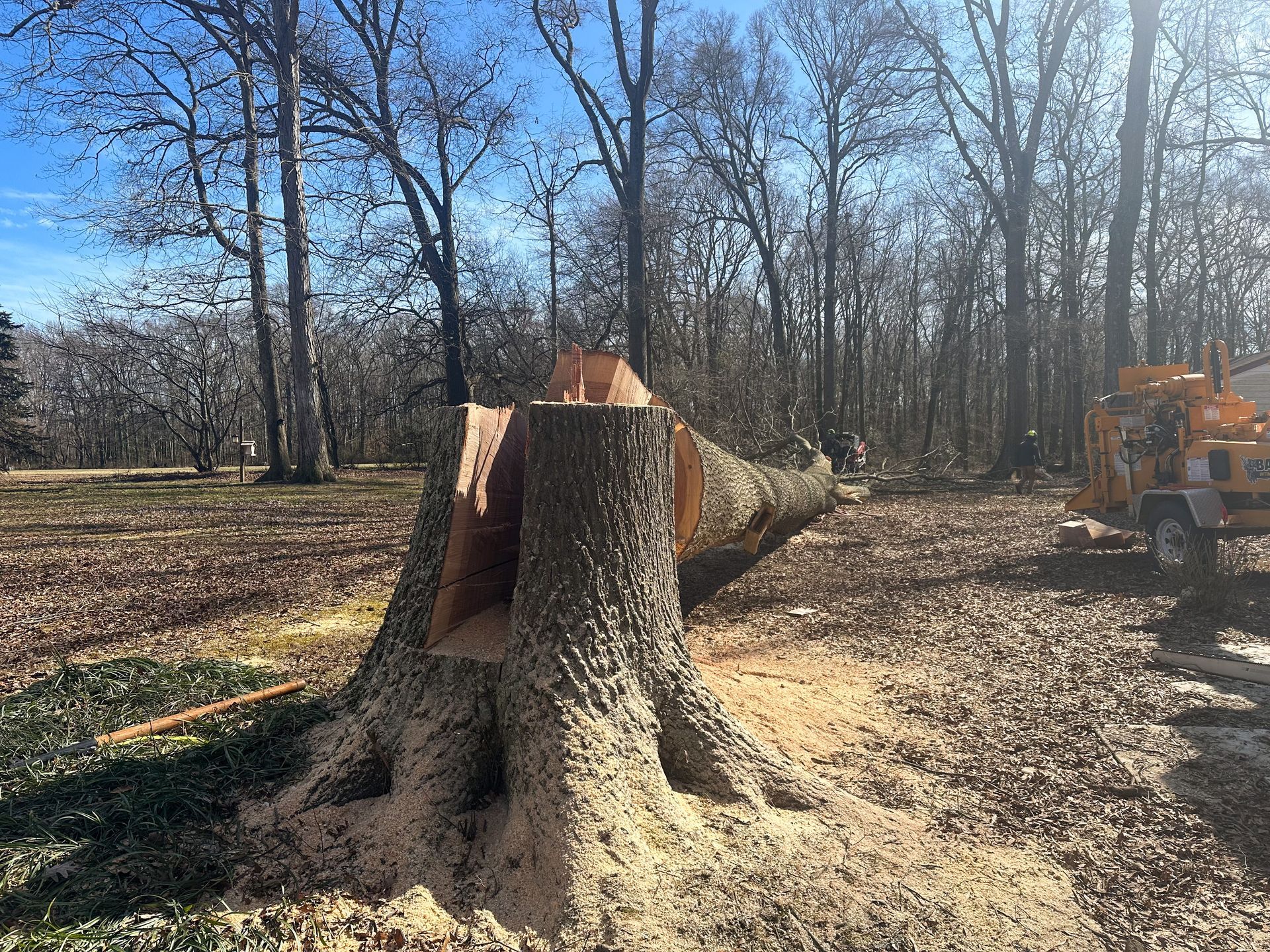 Large tree removal from residential property in Dover Delaware