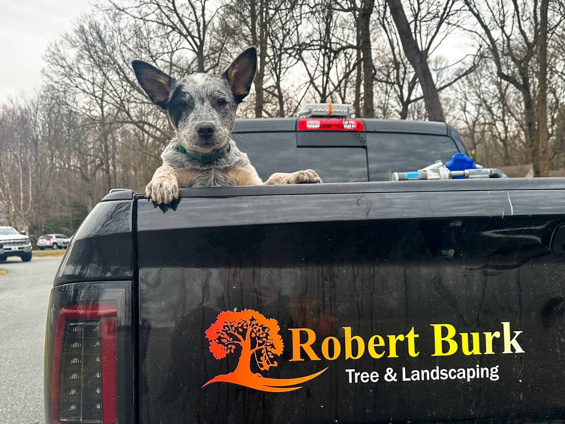 Company pickup truck and crew dog on tree service job in Sussex County Delaware