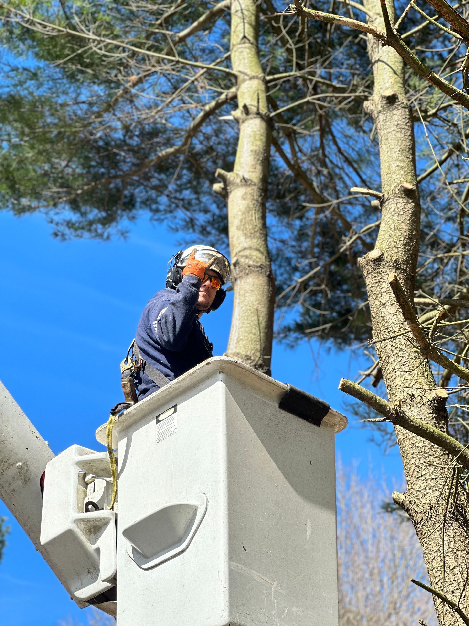 Professional tree pruning removing hazardous branches in Milford Delaware