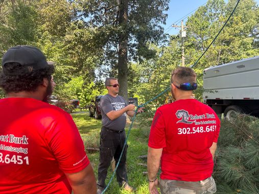 Tree service team training on safety procedures in Dover Delaware