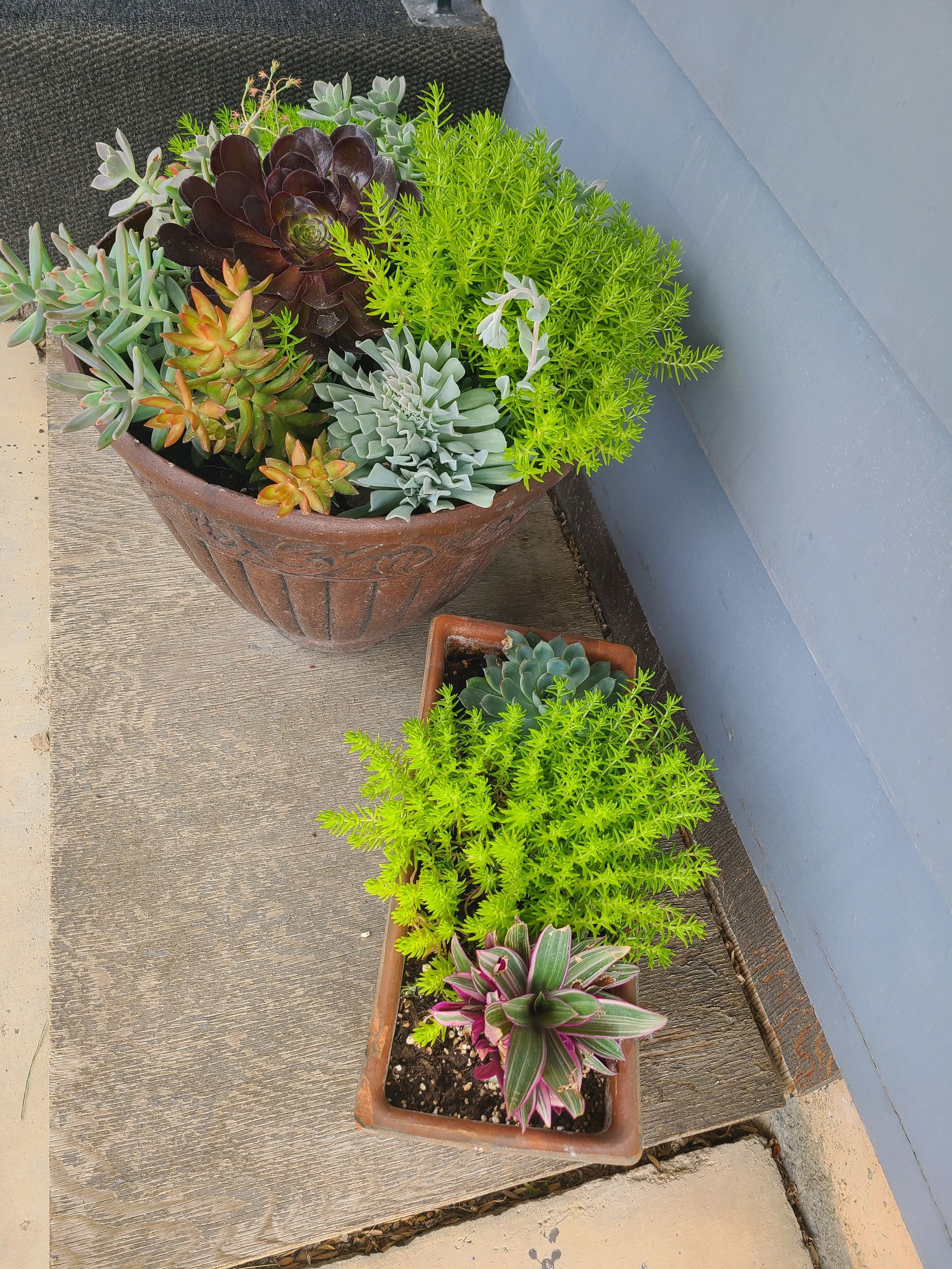 Two brown potted succulent arrangements with vibrant green, purple, and orange plants.