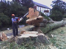 Tree surgeon with chain saw working on giant felled tree