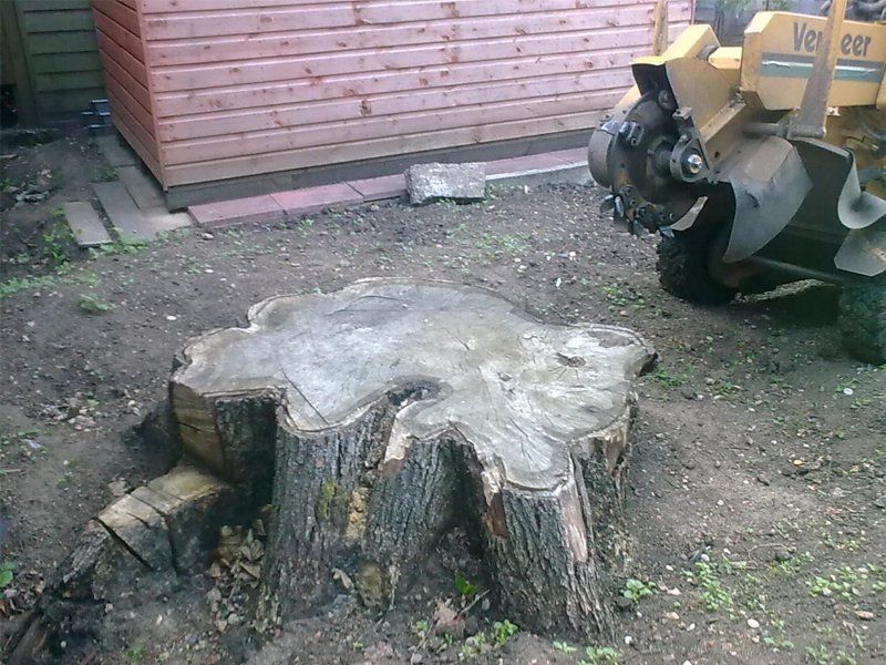 Tree stump for removal next to stump grinder