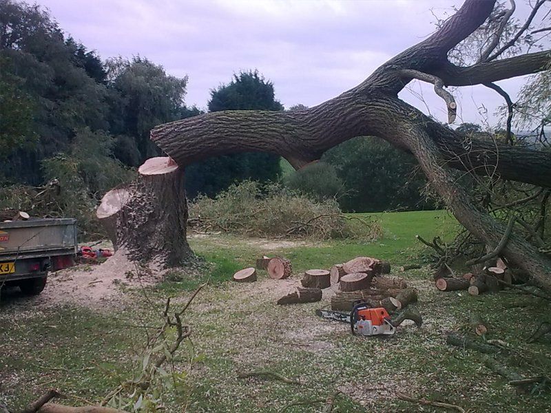 Large felled tree