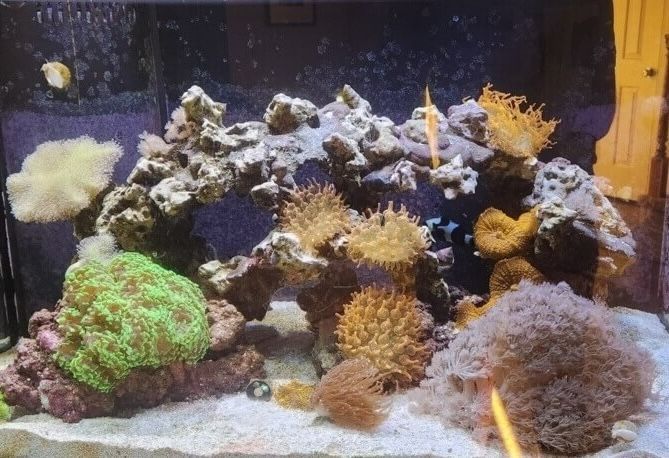 fish tank aquarium professional cleaning service