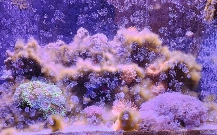 need fish aquarium professional cleaning service