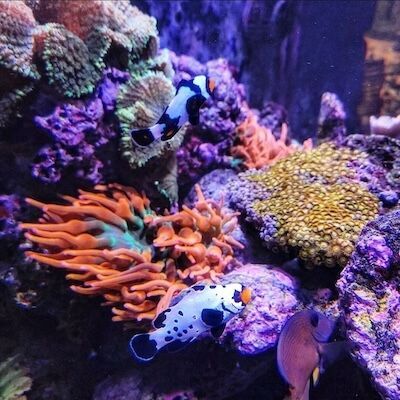 saltwater aquarium maintenance