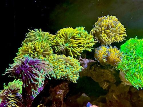 saltwater fish tank maintenance