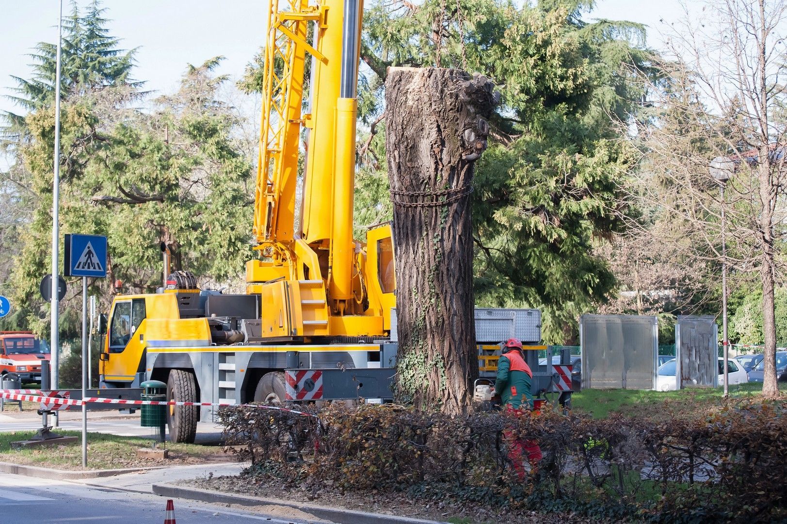 Una gru gialla solleva un grosso tronco d'albero vicino a un segnale di attraversamento pedonale, con un operaio in tuta arancione nelle vicinanze.
