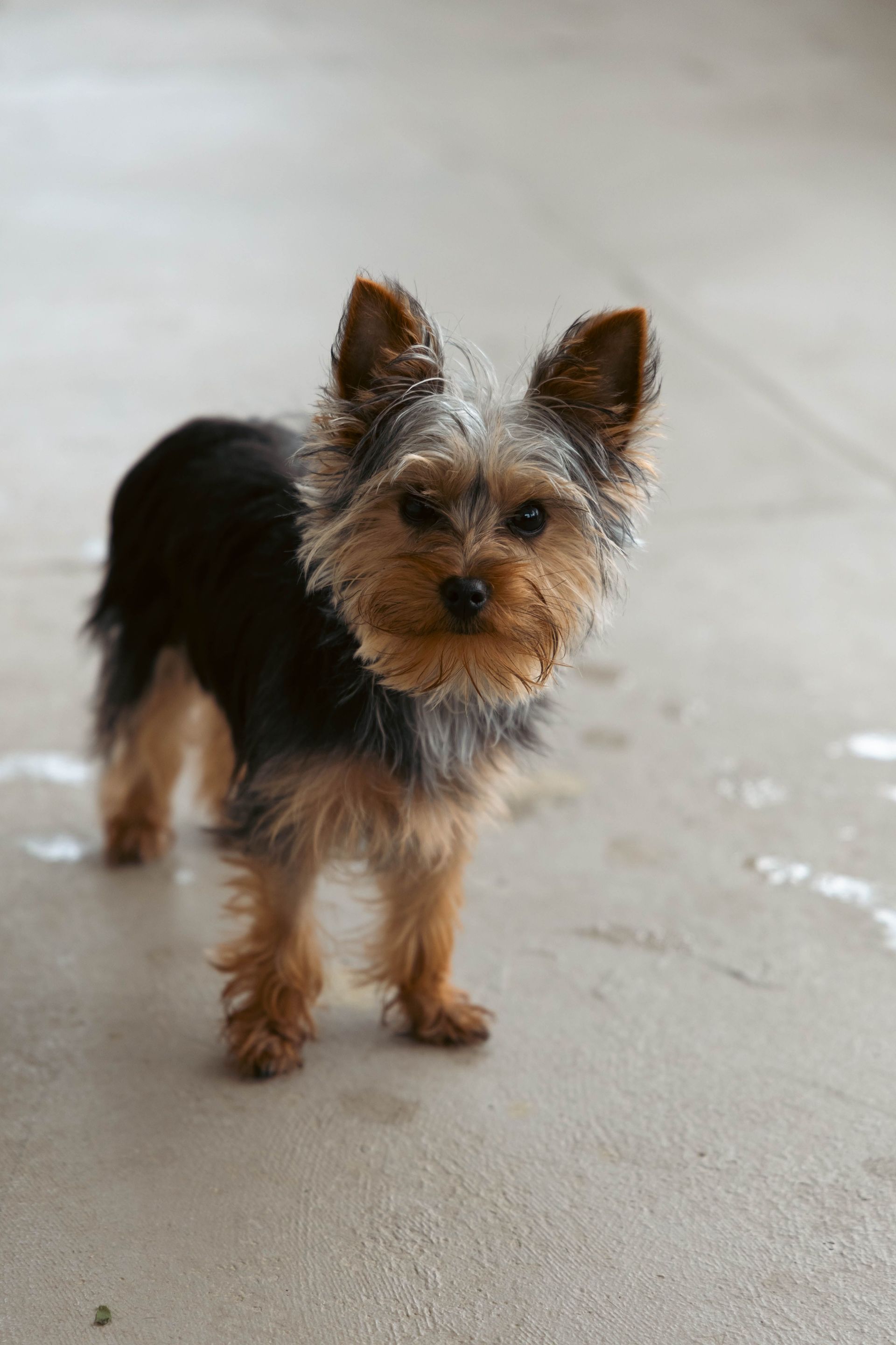 Small Yorkshire terrier standing on a light-colored floor, looking at the camera.
