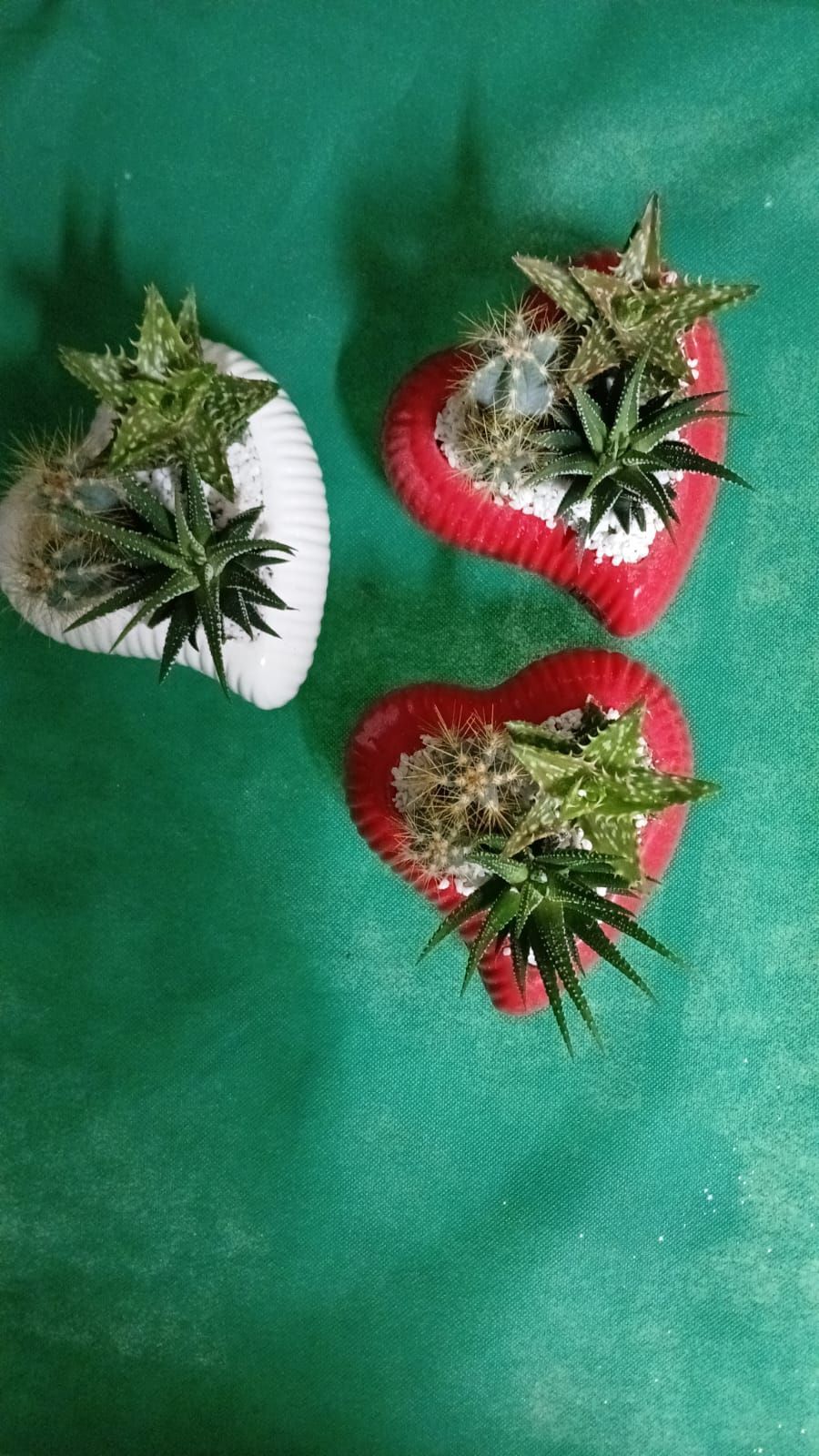 Tre vasi a forma di cuore con piante grasse, due rosse e una bianca, su una superficie verde.