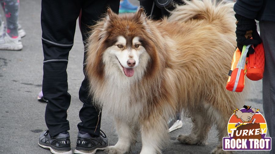 Dogs are welcome in the Castle Rock Turkey Rock Trot
