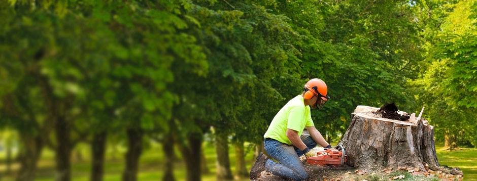 Man Cutting the Tree Stump — Savannah, GA — Waters Tree Service