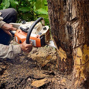 Tree Removal — Man with Chainsaw Cutting the Tree in Skidaway Island, Georgia Tree Removal — Man with Chainsaw Cutting the Tree in Skidaway Island, Georgia